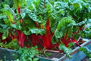 Lire la suite à propos de l’article Pas de jardin ? Testez le potager intérieur !